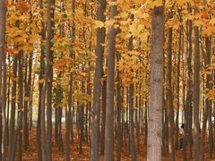 -羊亭河湿地公园