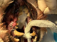 -派特宠物医院(圆融广场店)