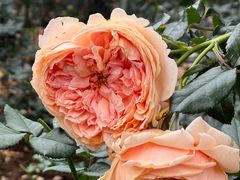 -人民公园(罗湖区)