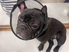 -共舞时光猫咖·狗咖(新街口店)