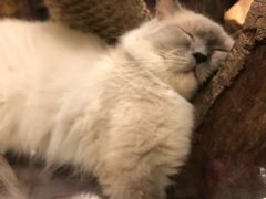 -more than meow吴止猫主题餐厅(承德 中船汇店)