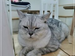 -李小姐の猫咖啡馆(五角场店)