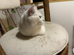 -平行世界·猫咖(首经贸店)