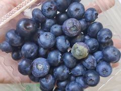 蓝莓-家辉生鲜超市(东五路店)