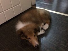 iphone_upload_pic-广州花园酒店-凌璇阁360度高空海鲜自助餐CAROUSEL