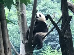 -都江堰中华大熊猫苑