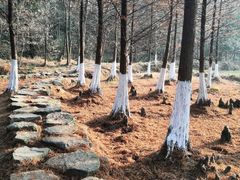 -南京市无想山景区