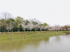 -上海海湾国家森林公园