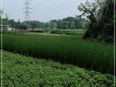 -桤木河湿地公园