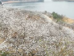 -广州市流溪河国家森林公园