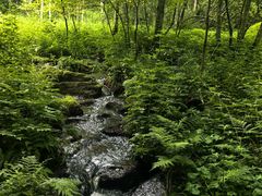 -五营红松林海景区