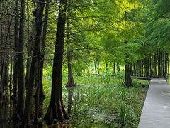 -溱湖国家湿地公园