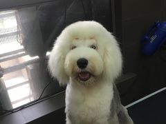 -宠宠熊宠物美容(星湖街店)