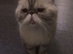 -猫色咖啡·猫咖