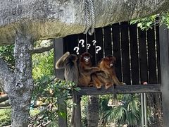 -深圳野生动物园