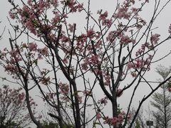 景点-天适樱花悠乐园