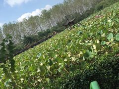 -合肥滨湖国家森林公园