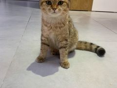 -Heymao猫咖.咖啡厅(东门店)