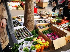 -宝鸡东道花鸟鱼虫市场(吉利花园商场店)