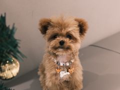 -帕帕拉兹宠物(亚洲旗舰店)