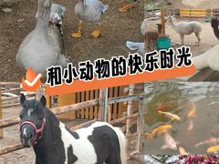 -北京市海淀外国语实验学校