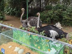 -广州长隆飞鸟乐园