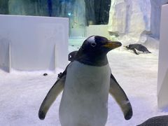 -芜湖新华联大白鲸海洋公园