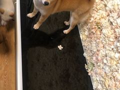 -柴犬高等学院·狗咖·柴犬售卖·宠物训练