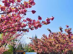 -高东镇樱花园
