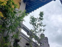 -雨花胜境