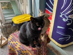 -喵屿·大理花园猫咖