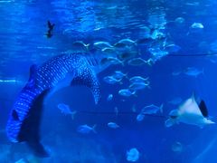 -烟台海昌鲸鲨海洋公园