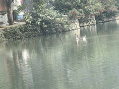 -靖西鹅泉风景区