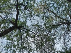 -北京大学燕东园