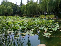 -后襄河公园