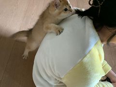 -momokira米努特·德文卷毛猫·棉花面纱犬