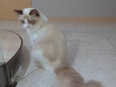 -飞行喵MR PILOT|猫舍·猫咖(静安大融城店)