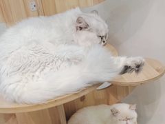 -Heymao猫咖.咖啡厅(东门店)