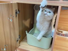 -猫十亿·布偶金渐层·曼基康矮脚猫舍(青年路店)