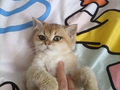 -爱佳宠物中心医院24H·CT·骨外科·猫专科(瑶海万达店)