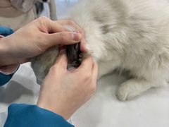 -安安宠物医院(情缘分院)