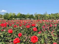 -亚龙湾国际玫瑰谷