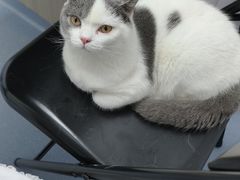 -宠物星动物医院·眼科·异宠·猫科(江南大道总院)