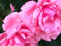 -龙口南山旅游景区