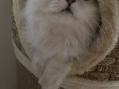-糯米喵星人总部直营旗舰店·猫舍·幼猫出售