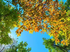 -南国桃园旅游度假区