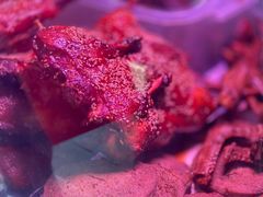 -章云板鸭(评事街店)