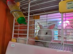 -宠物兔专门店(天丰利市场店)