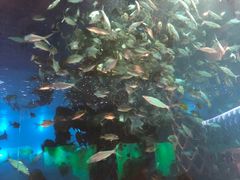 -瑞德姆美人鱼海底演艺主题餐厅(亚龙湾店)
