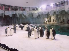 -帝企鹅自助餐厅•儿童岛•真企鹅(长隆企鹅酒店)